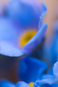 Forget-me-not flower, extreme macro Forget-me-not flower, extreme macro
